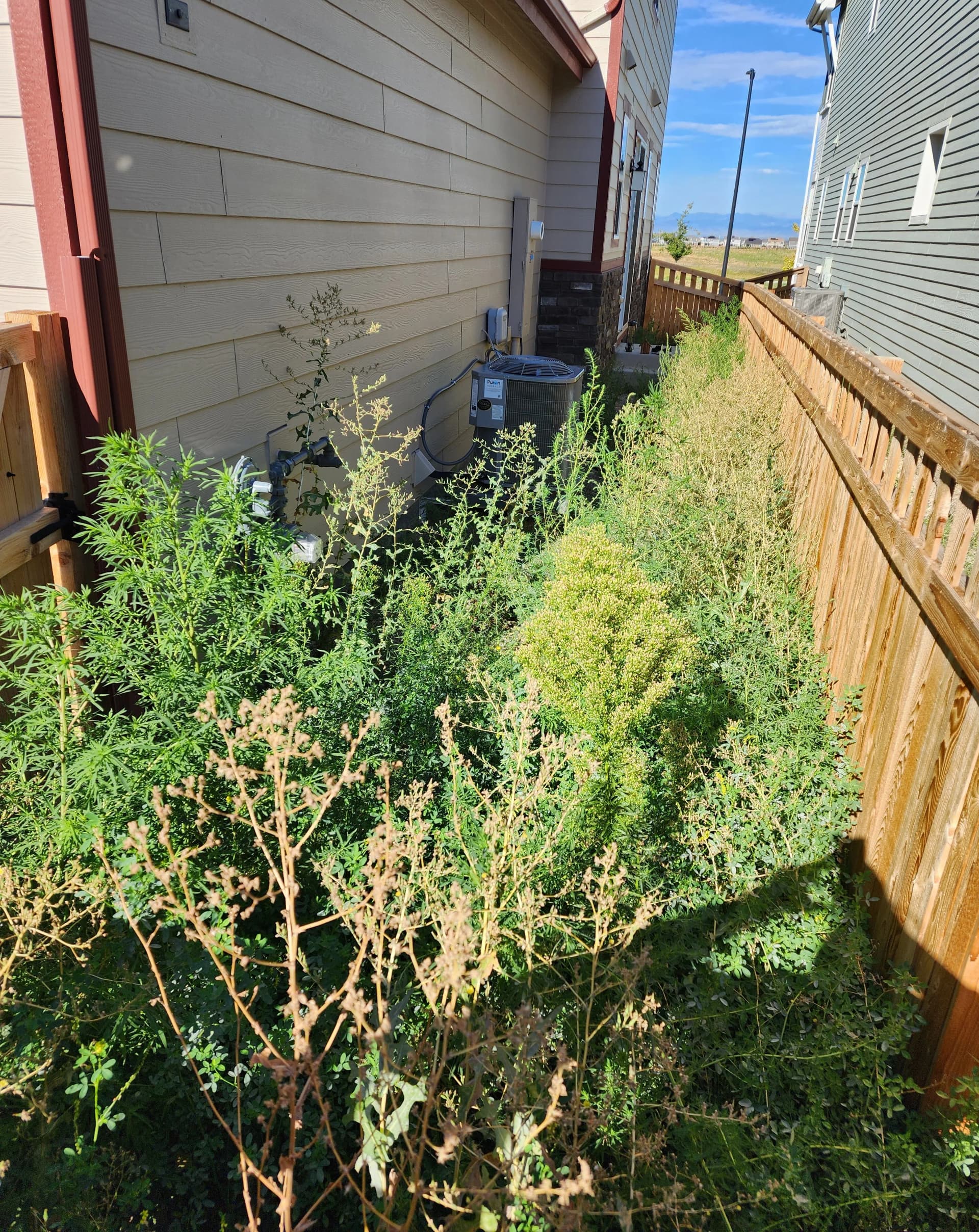 Gallery photos for Side Yard Weed Jungle Gets a Clean Artificial Turf Fix: Image #1