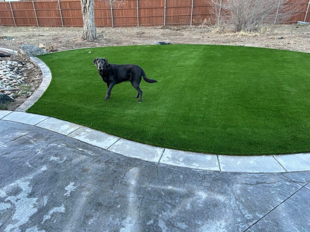Black dog standing on lush artificial grass in a backyard with a stone pathway.