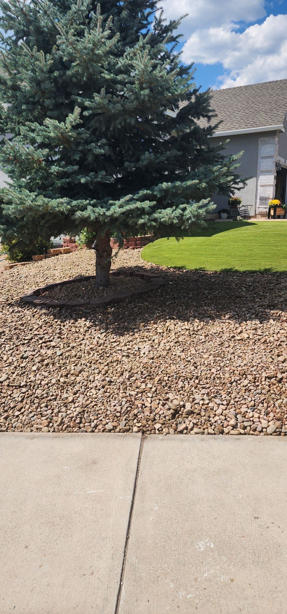 Blue spruce tree surrounded by decorative rocks and green lawn in residential yard.